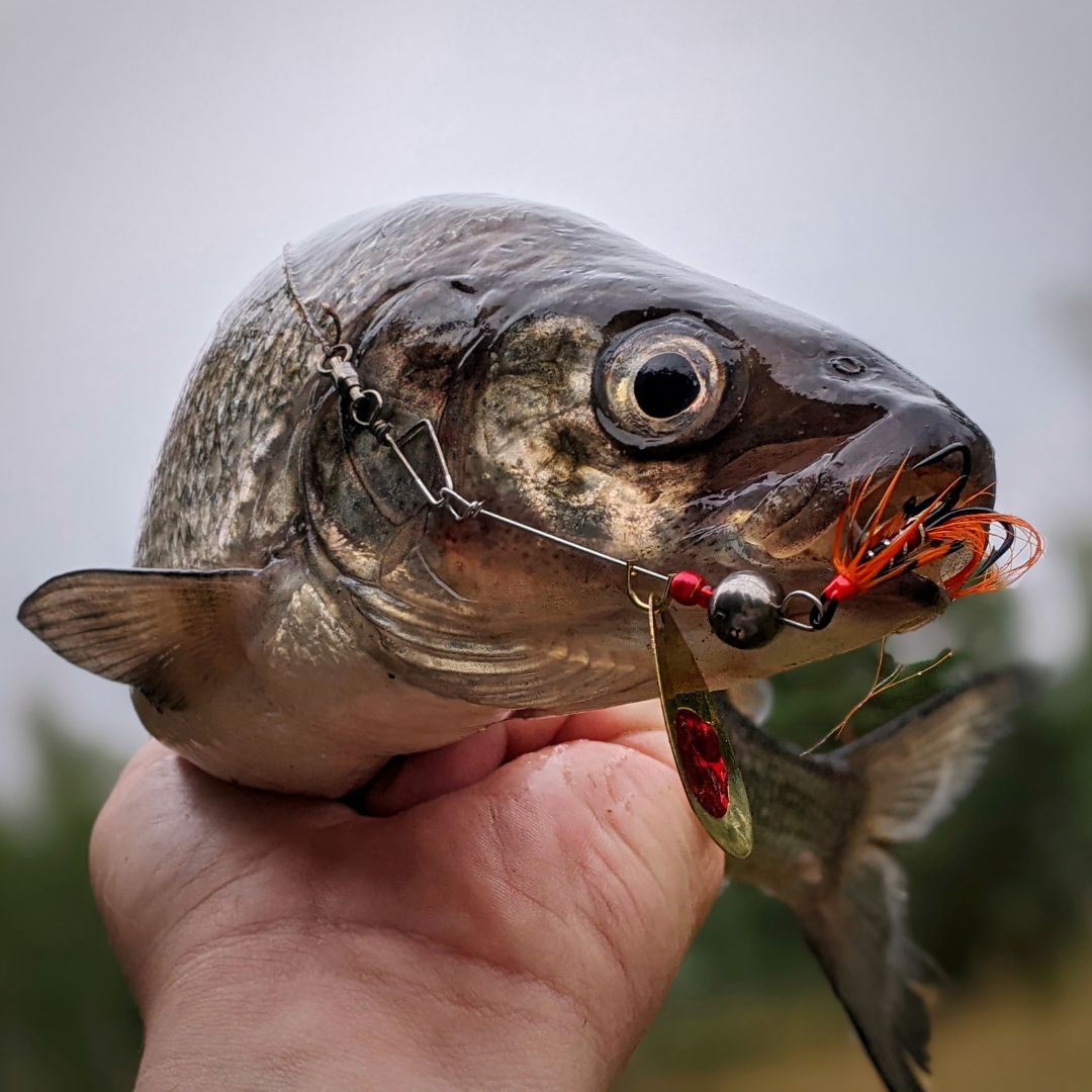Norolans fluespinner