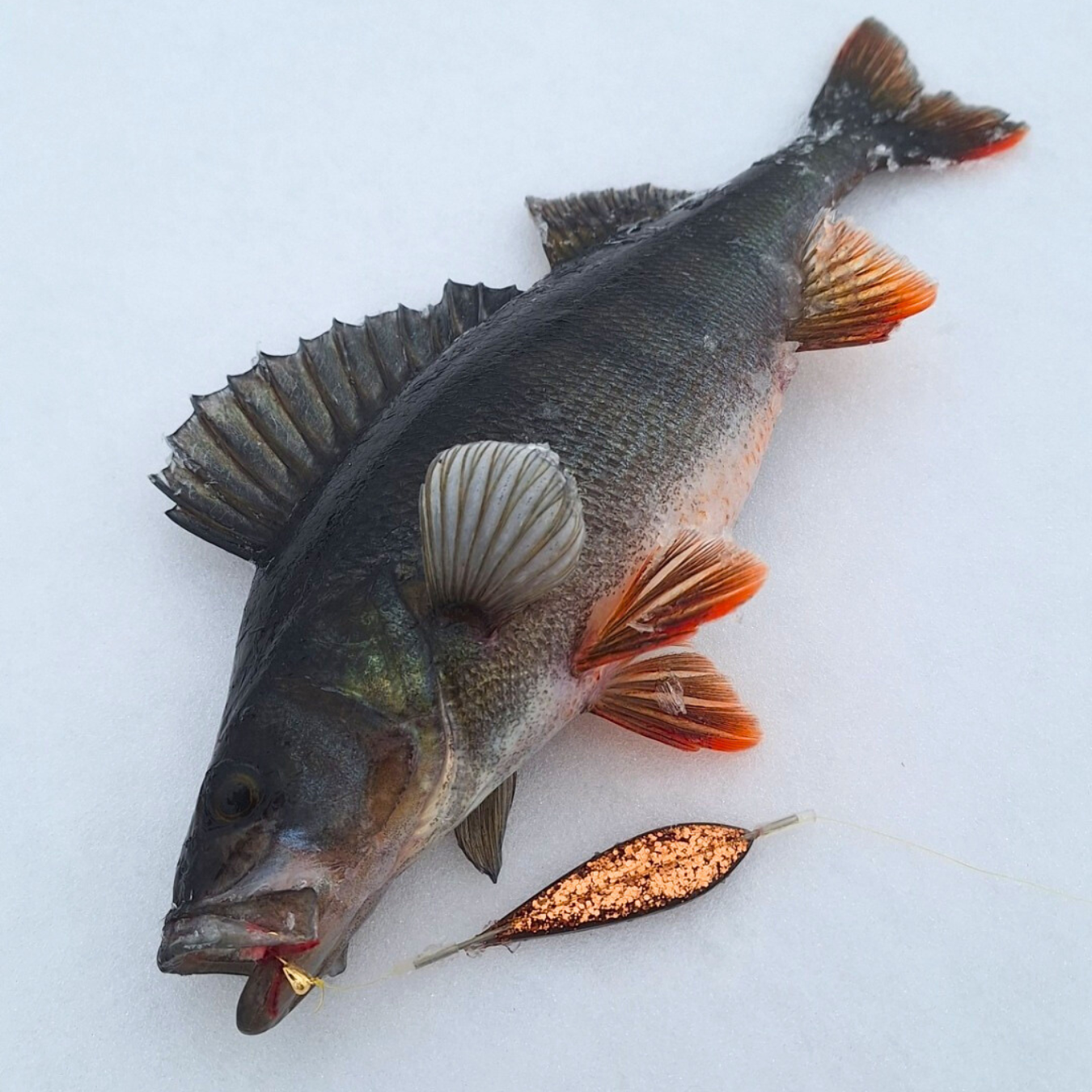 Norolans beste abborpirk-sett – 5-pack